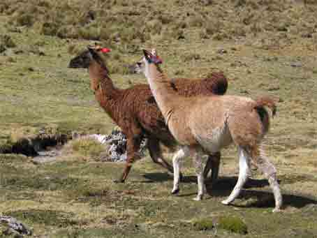 2 lamas et 3 alpagas. Les lamas sont plus grands que les alpagas.