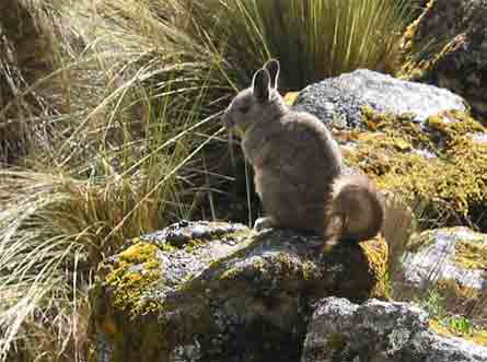 Viscache - Mlange de lapin et d'cureuil (de la famille des chinchillas)